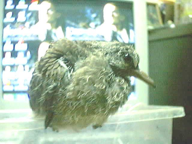 斑鳩