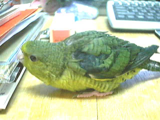 橫斑