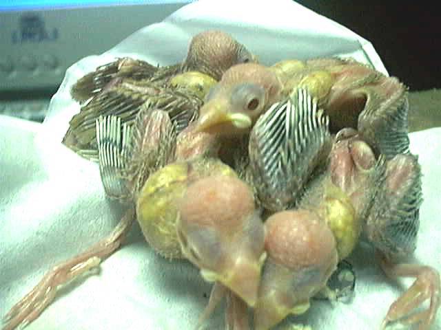 紅文幼鳥