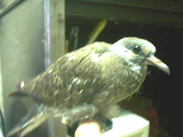 斑鳩幼鳥