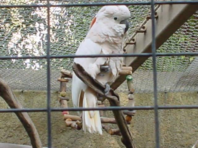 LA公園可愛的巴丹