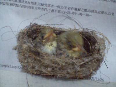 小綠繡眼