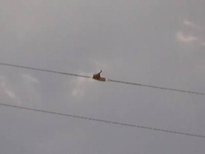 好利害的鳥