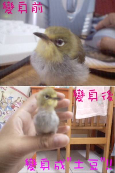 綠茶變身秀!!