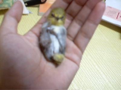 躺著的綠繡眼