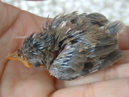 這是什麼的幼鳥?