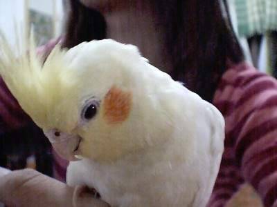 我家貝貝