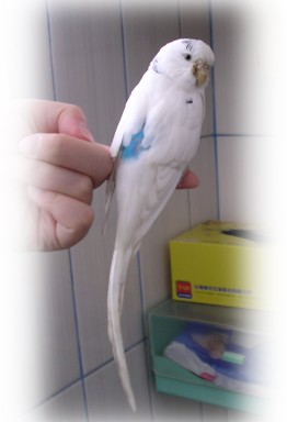 撿到的鳥