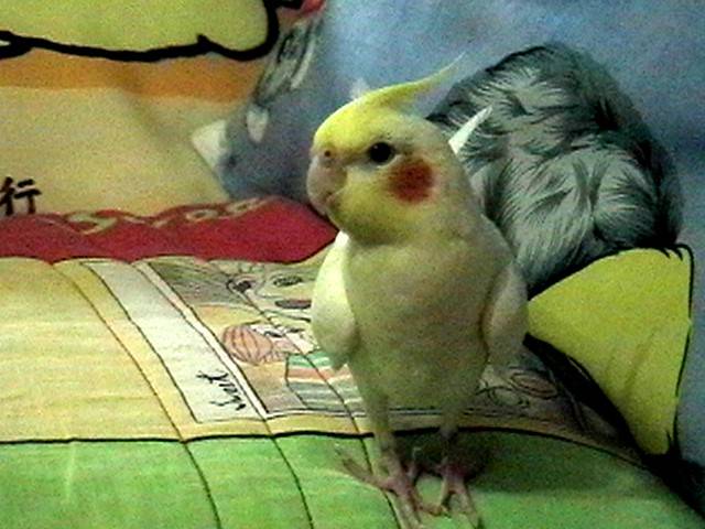 DENKI