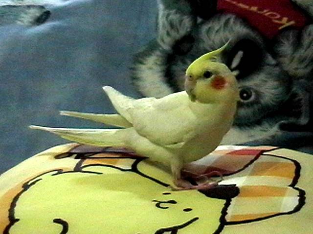 Denki`s 小朋友