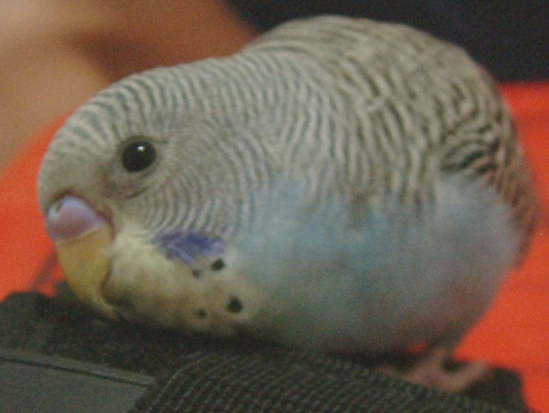 DUMI