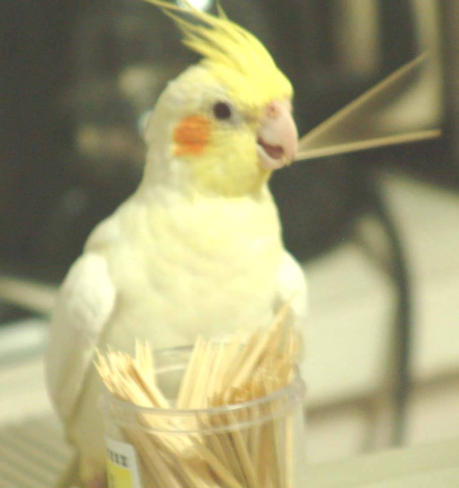 卜鳥卦