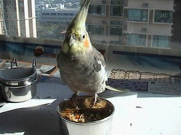 開飯啦!