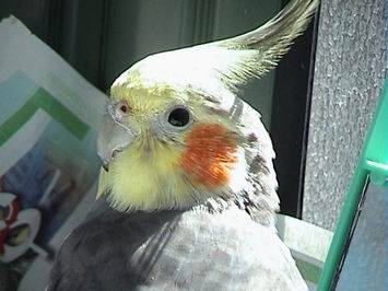 大太陽