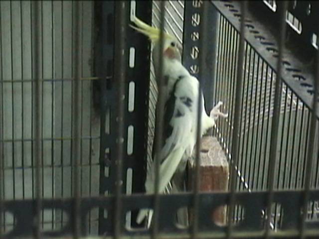 派特
