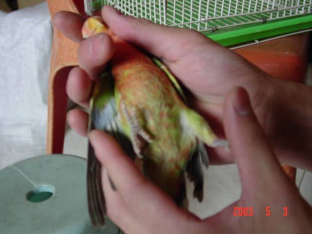 土虎斑小鸚