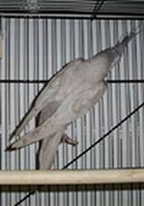 ~白色銀子玄鳳~