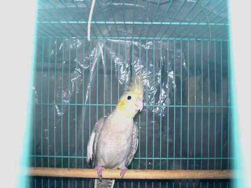 玄鳳~~3