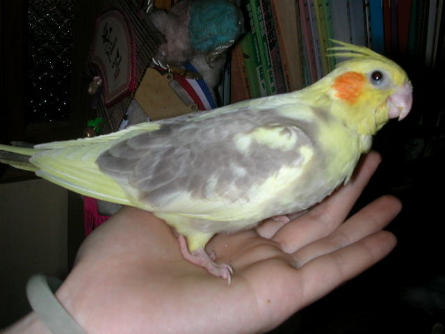 cockatiels