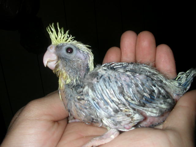 cockatiels