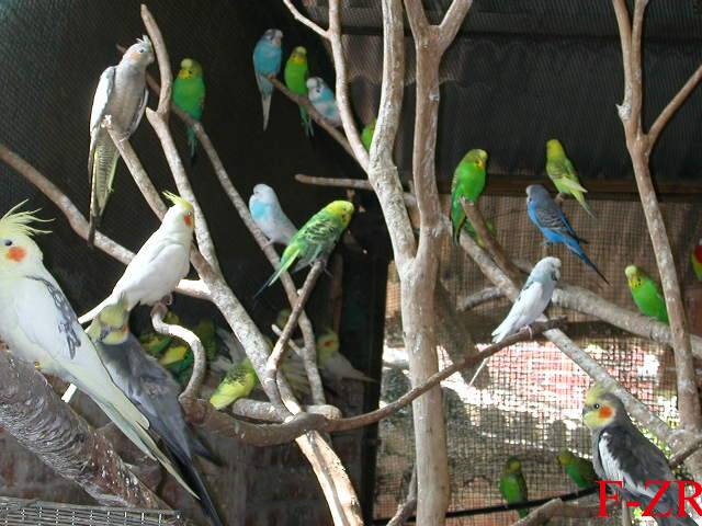 cockatiels