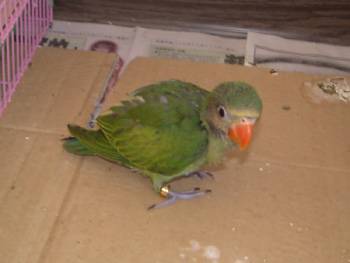 FENNY