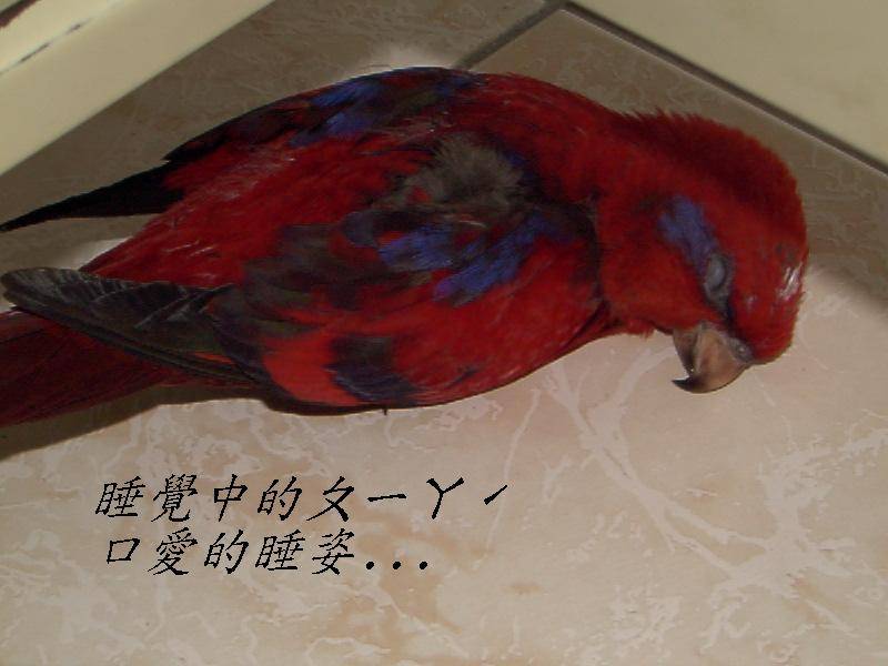 睡覺中的ㄆ一ㄚˊ
