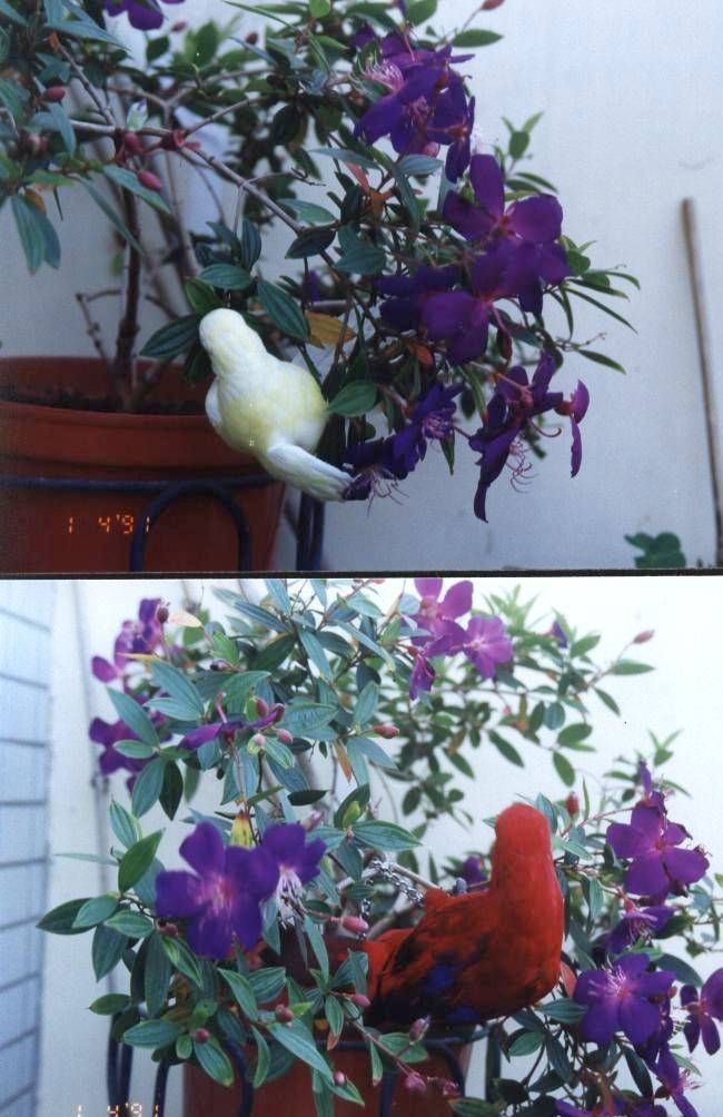 花中精靈...