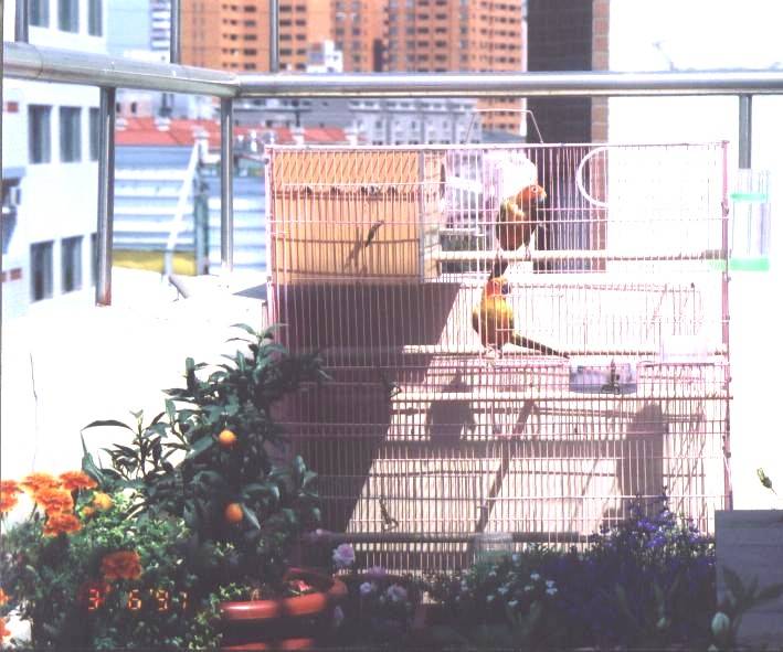 空中花鳥園