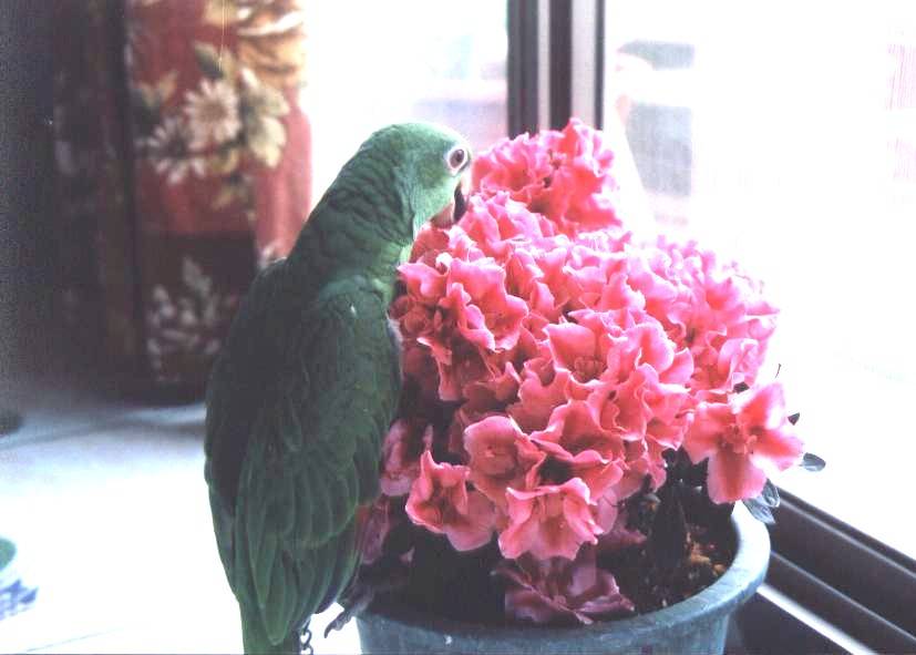 吃花帽