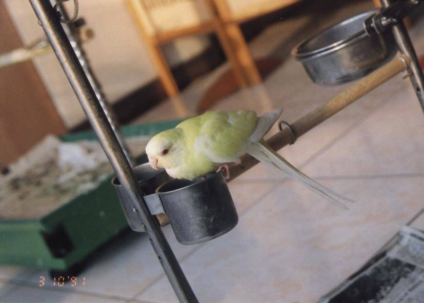美聲??