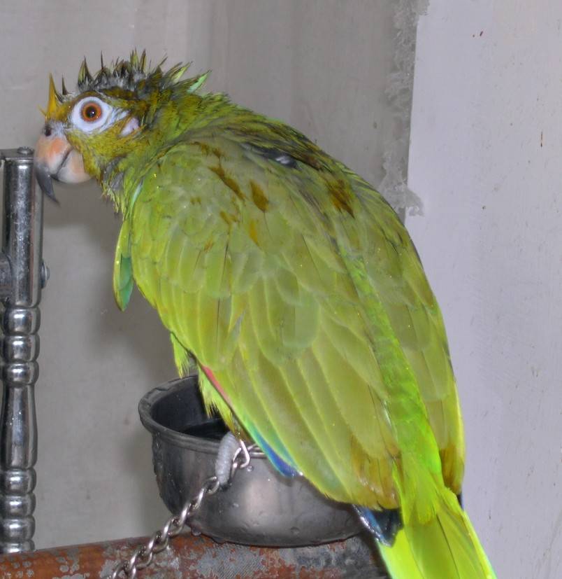 鳥界貝克漢
