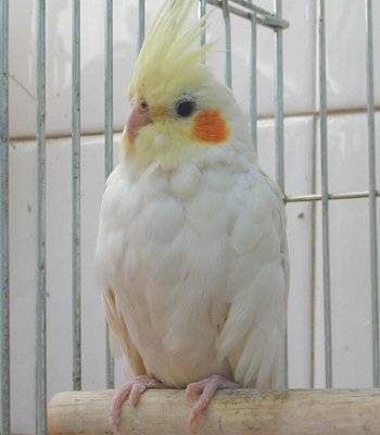 FIANA