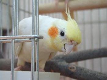 我的玄鳳2