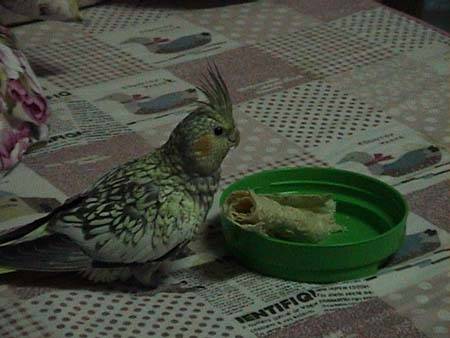 鳥為食亡...