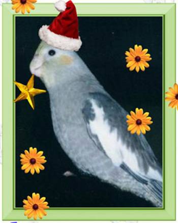x'mas的放大