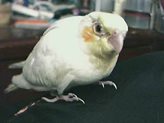 Geraldine