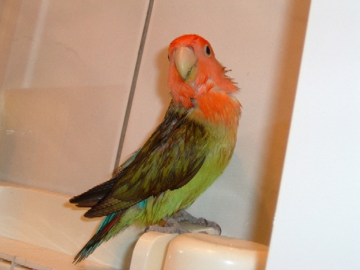 美鳥出浴