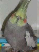 傻 笨