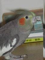 笨 兒
