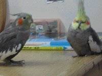 笨 胖