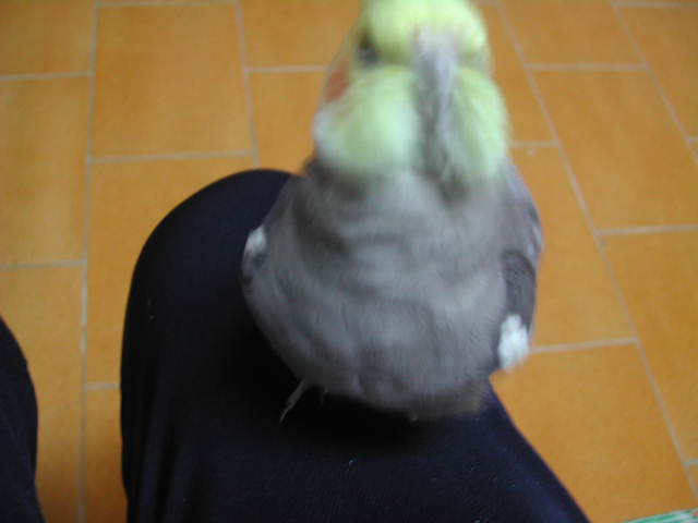 ㄖㄡˋ  餅