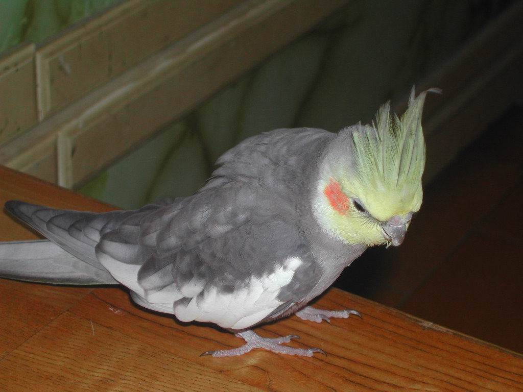 凝思