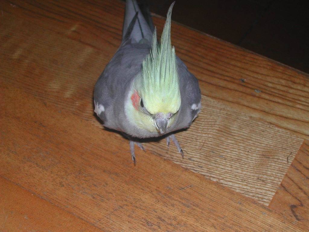 圓笨