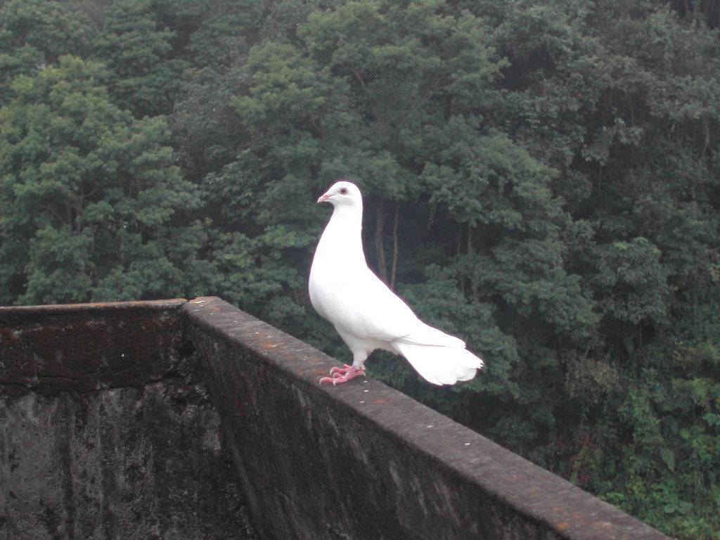 站在槓上