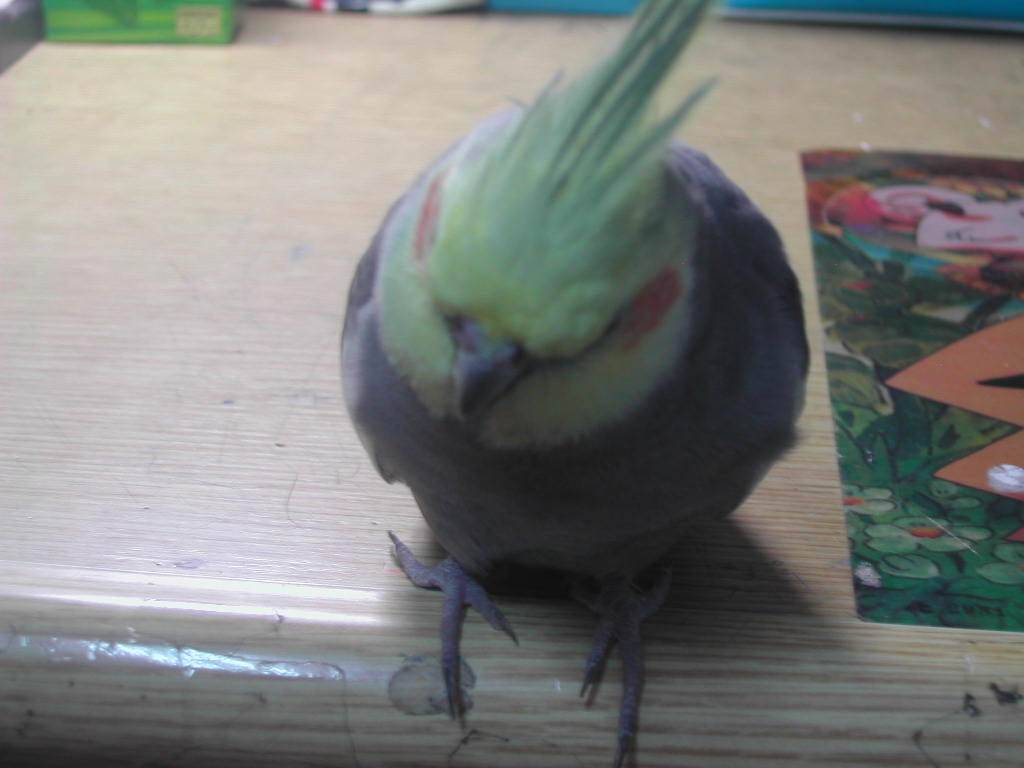 園蛋兒
