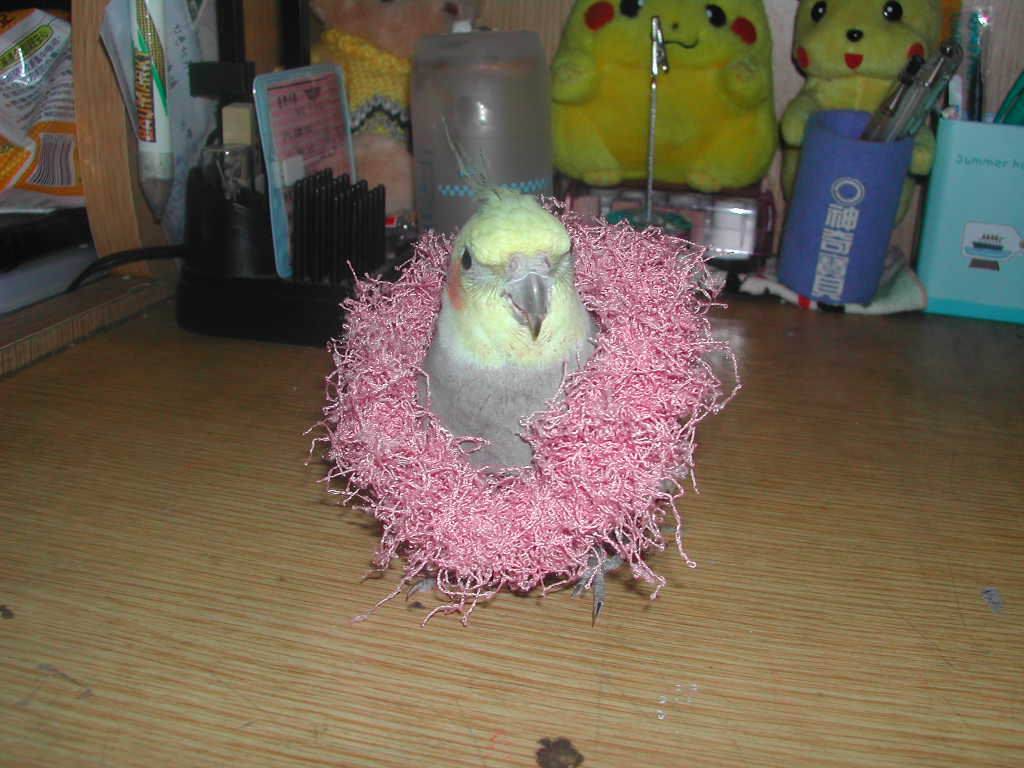 花環笨