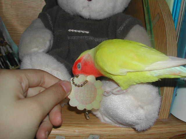 布丁咬花ㄦ1