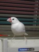 大麥香