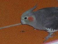 笨兒